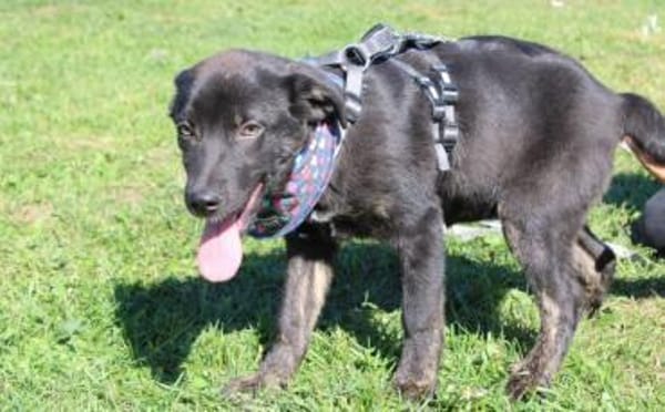 Schenkst du Nova ein Zuhause?