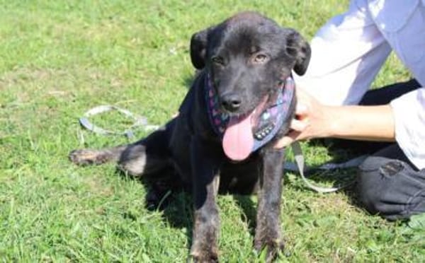 Schenkst du Nova ein Zuhause?