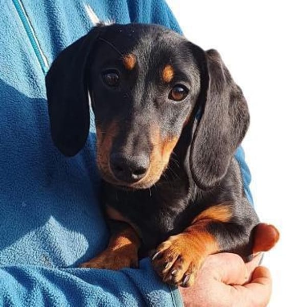 Zara sucht ihr neues Zuhause