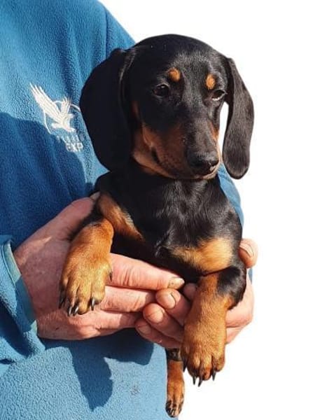 Zara sucht ihr neues Zuhause