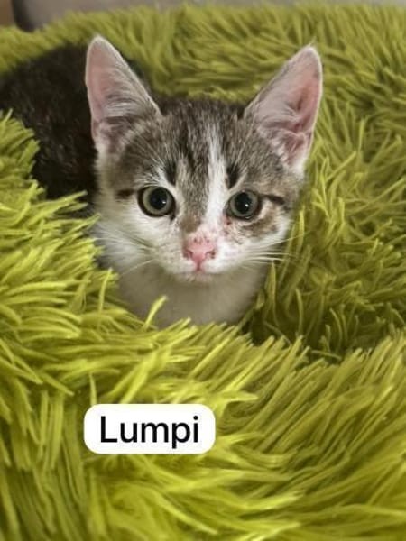 4 zahme geimpfte Kitten