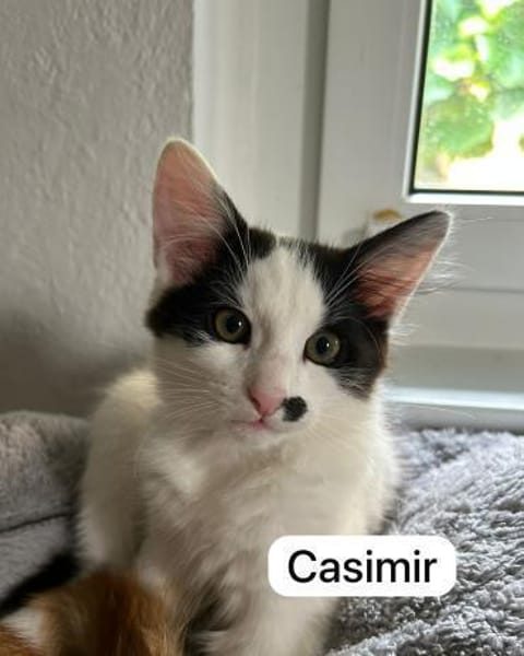 4 zahme geimpfte Kitten