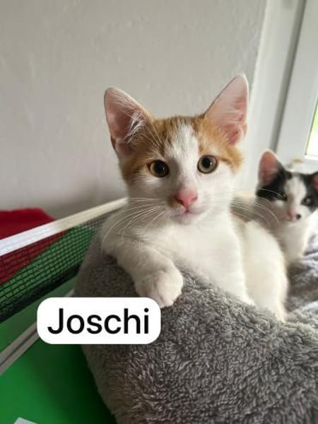 4 zahme geimpfte Kitten