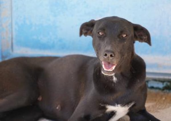 Federica, Notfall in Deutschland