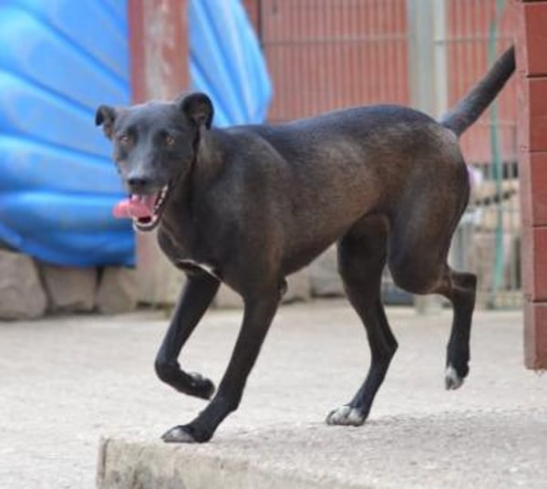 Federica, Notfall in Deutschland