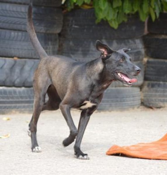 Federica, Notfall in Deutschland