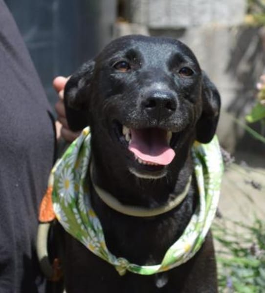 Federica, Notfall in Deutschland