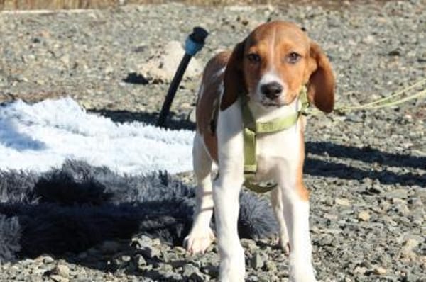 Wotan sucht sein Märchenschloss...