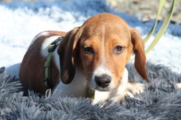 Wotan sucht sein Märchenschloss...