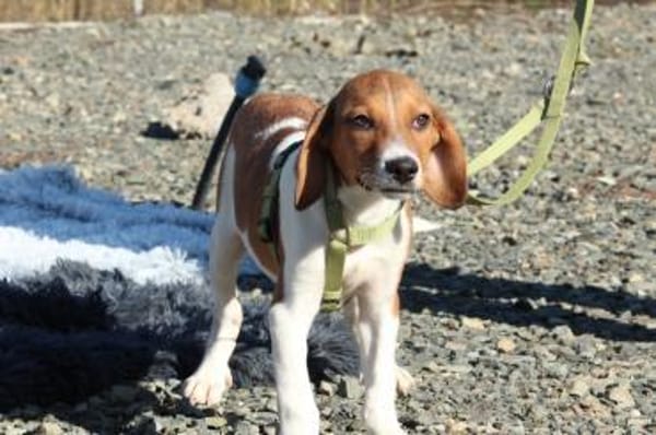 Wotan sucht sein Märchenschloss...