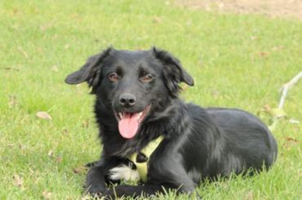 Levi möchte sein Herz verschenken...