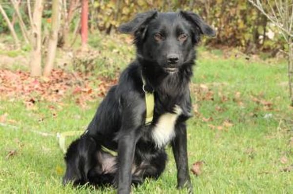 Levi möchte sein Herz verschenken...