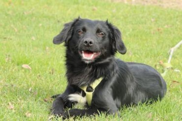 Levi möchte sein Herz verschenken...