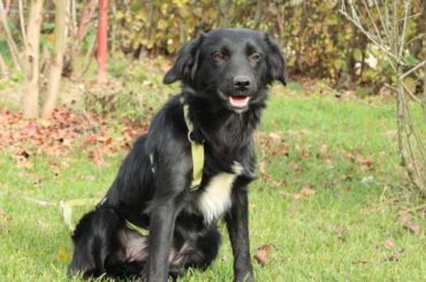 Levi möchte sein Herz verschenken...