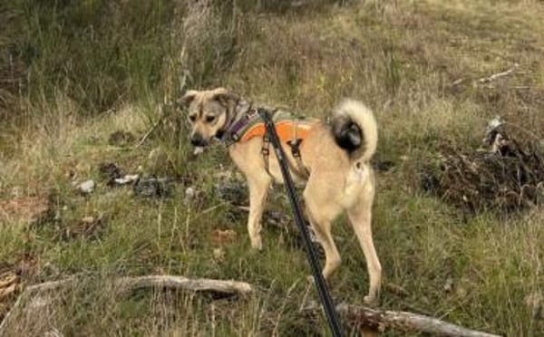 Starkes Frauchen für Milo gesucht