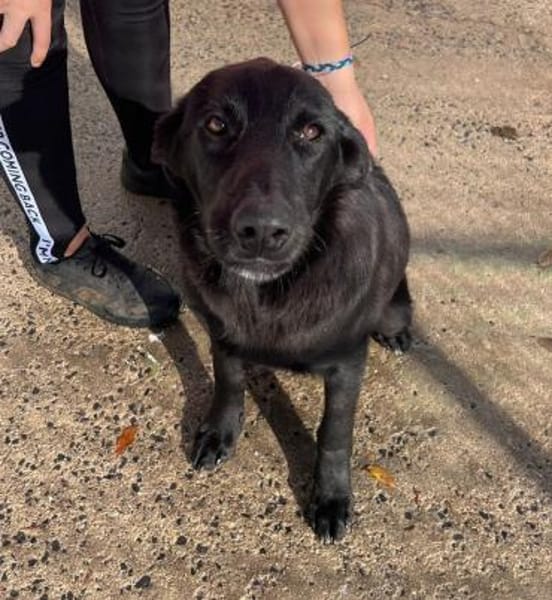 Logan, kommt nach Deutschland