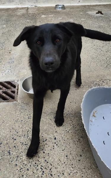 Logan, kommt nach Deutschland