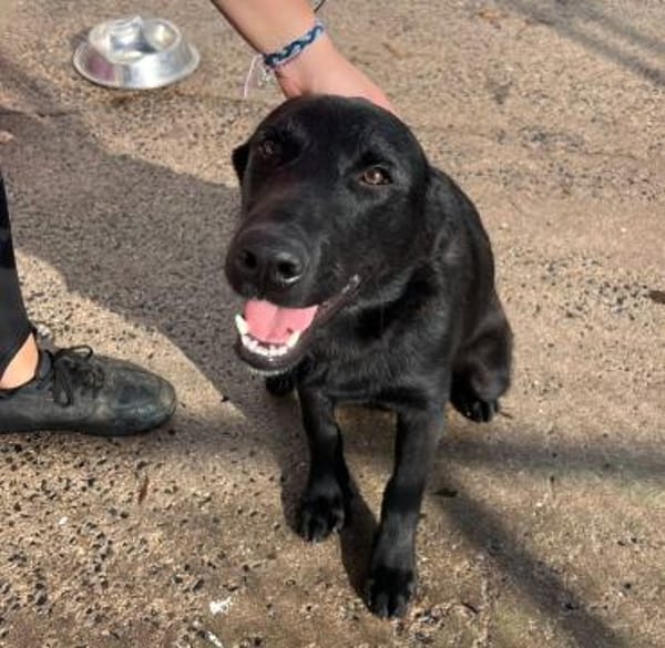 Logan, kommt nach Deutschland