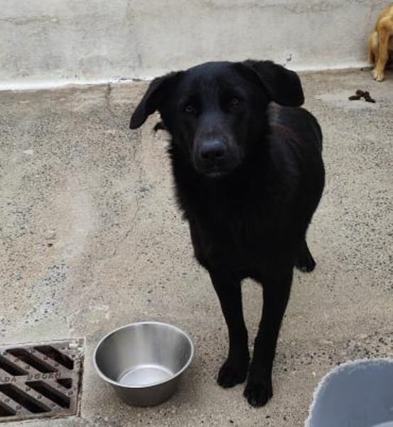 Logan, kommt nach Deutschland