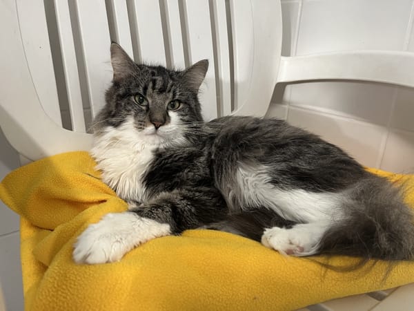 Teddy (en cours d'adoption)