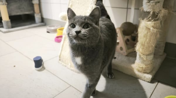 SYLVESTRE (en cour d'adoption)