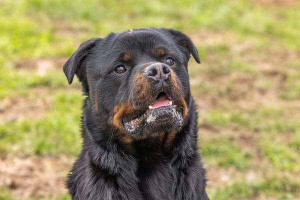 KODA (réservé) OAA19314