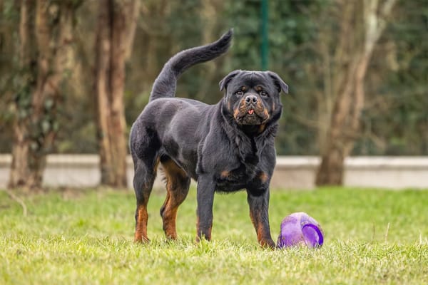 KODA (réservé) OAA19314