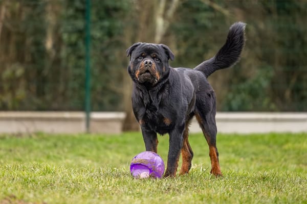 KODA (réservé) OAA19314