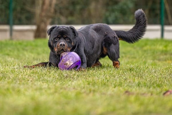 KODA (réservé) OAA19314