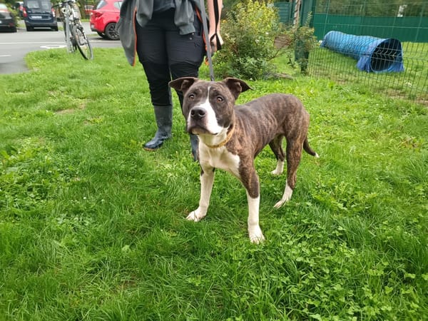 MILO ex APPOLLO PAA24022