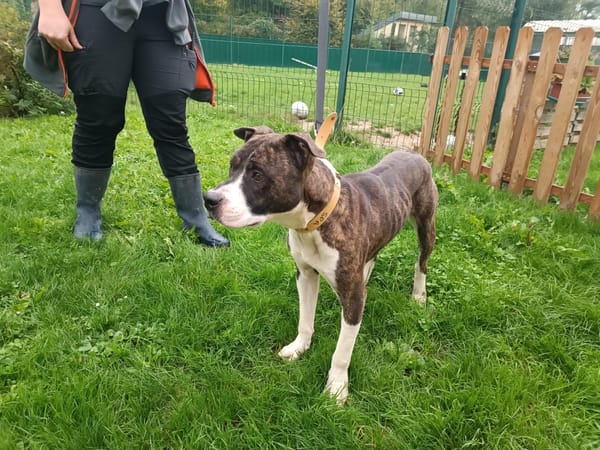 MILO ex APPOLLO PAA24022