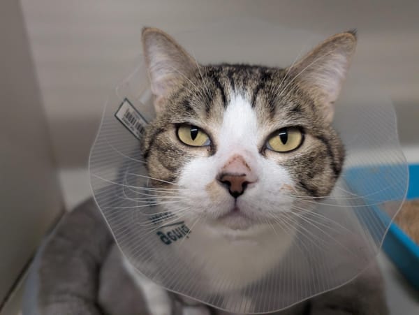 SMOKEY (réservé) A17218