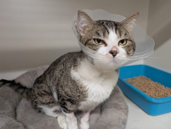 SMOKEY (réservé) A17218