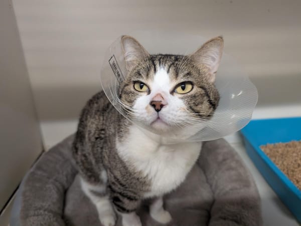 SMOKEY (réservé) A17218