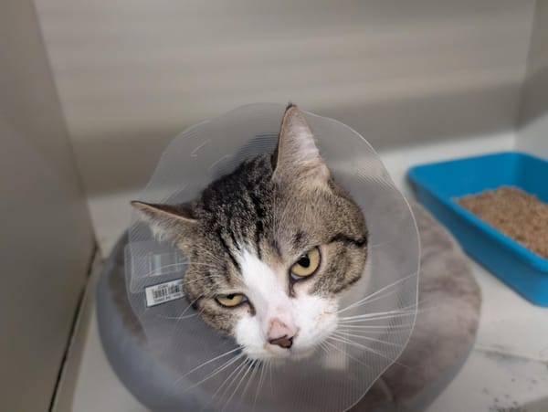 SMOKEY (réservé) A17218