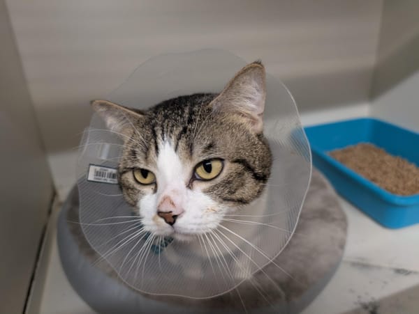 SMOKEY (réservé) A17218