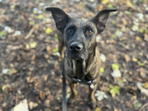 VOICE (réservée) OAA19894