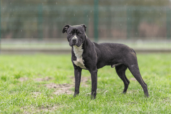 TURNER (réservé) OAA19720