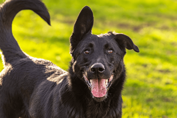 KALI (réservée) OAA19674