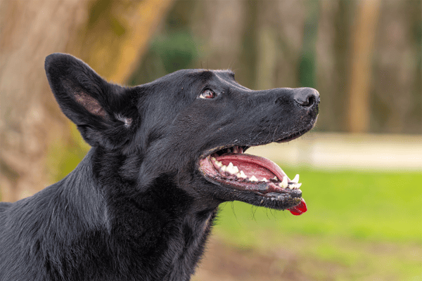 KALI (réservée) OAA19674