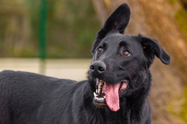 KALI (réservée) OAA19674