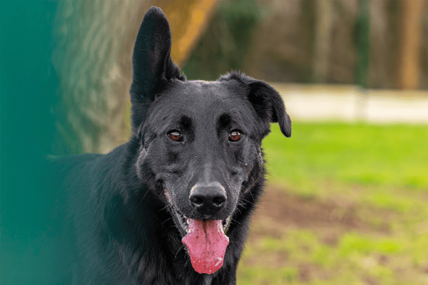 KALI (réservée) OAA19674