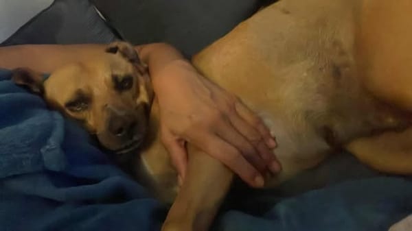 la belle et tendre LUCY