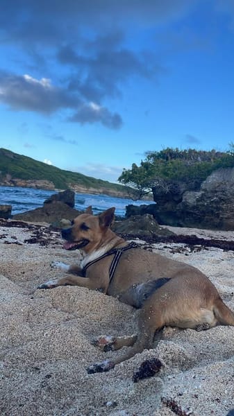 la belle et tendre LUCY