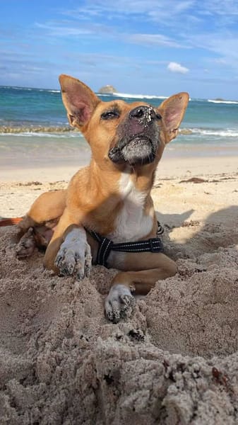 la belle et tendre LUCY