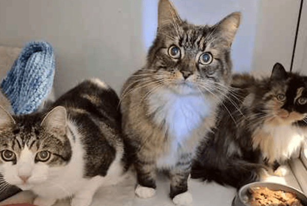 Bubby, Tiger and Zebby