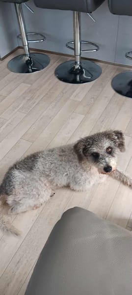 🐾 À L’ADOPTION – OXS, petit cœur frisé à la tendresse infinie ! 🐾