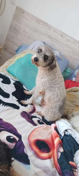 🐾 À L’ADOPTION – OXS, petit cœur frisé à la tendresse infinie ! 🐾