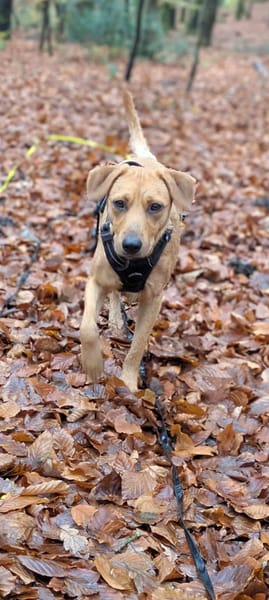 Dixy la joyeuse et dynamique louloute