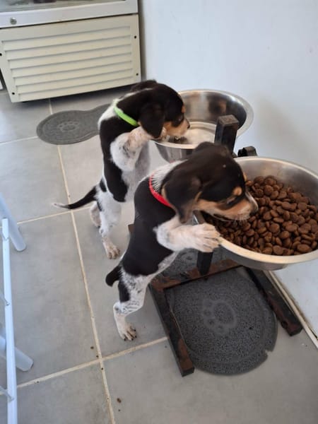 Tiago, bébé fripon